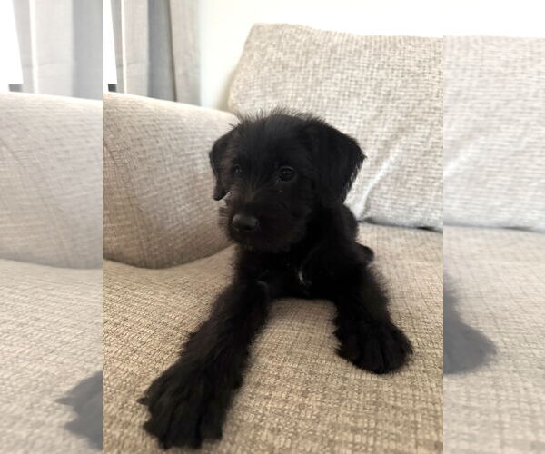 Medium Photo #3 Labrador Retriever Puppy For Sale in Wheaton, IL, USA