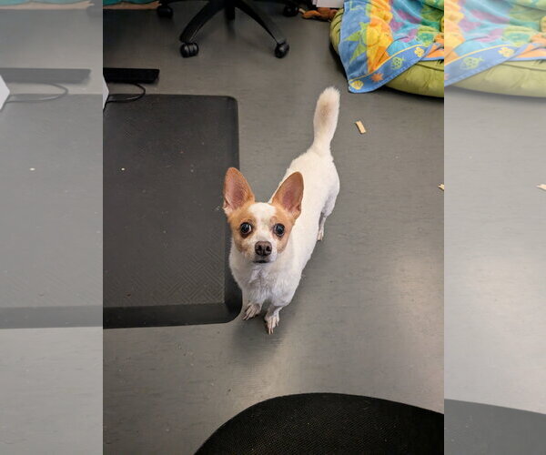 Medium Photo #9 Jack Chi Puppy For Sale in San Francisco, CA, USA