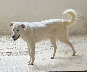 DARCY - Female Great Pyrenees-Unknown Mix Dog for Adoption - Photo #2