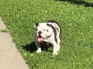 Olde English Bulldogge Puppy for sale in CIRCLEVILLE, NY, USA