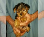 Small Photo #1 Yorkshire Terrier Puppy For Sale in YOUNGSTOWN, FL, USA