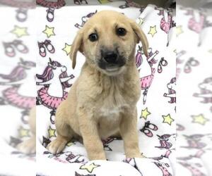 Mutt Dogs for adoption in Thief River Falls, MN, USA