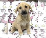 Small Mutt