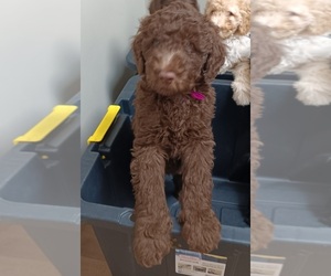 Double Doodle Puppy for sale in JEFFERSONTOWN, KY, USA