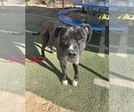 Small Mutt