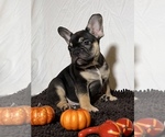 Small Photo #4 French Bulldog Puppy For Sale in BRONX, NY, USA