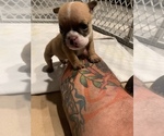 Small Photo #1 English Bulldog Puppy For Sale in PERHAM, MN, USA