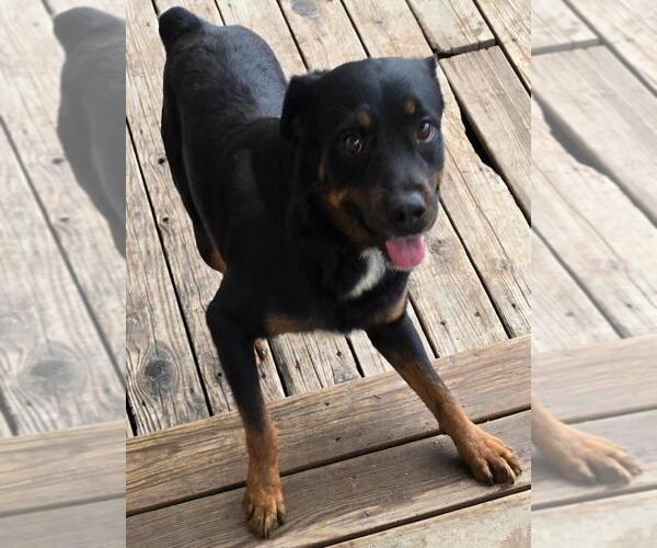 Medium Photo #3 Rottweiler Puppy For Sale in San Antonio, TX, USA