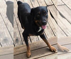 Skip - Female Rottweiler Dog for Adoption - Photo #3