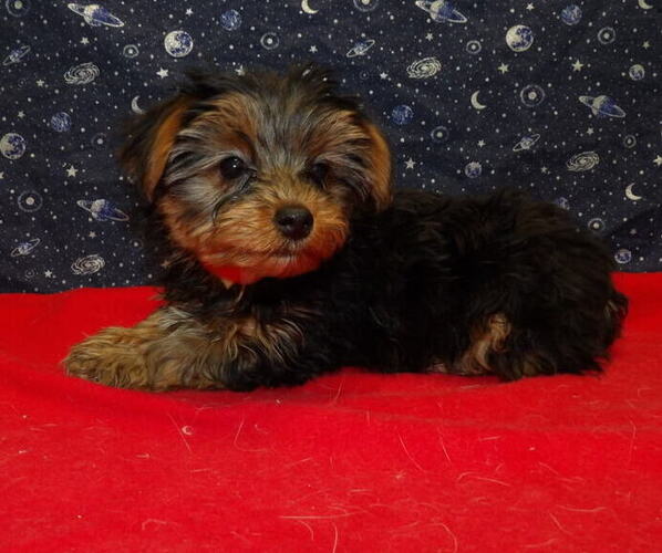 Medium Photo #28 Yorkshire Terrier Puppy For Sale in PATERSON, NJ, USA