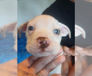 American Bulldog-French Bulldog Mix Puppy for Sale in ANNISTON, Alabama USA