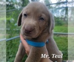 Puppy Mr Teal Labrador Retriever