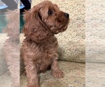Small Photo #2 Cavapoo Puppy For Sale in LAWRENCE, MI, USA