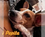 Small #4 Dachshund Mix