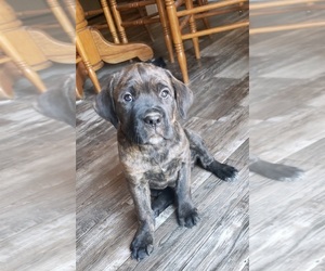 Cane Corso Puppy for sale in BRANCHVILLE, SC, USA