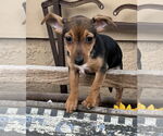 Small #2 Dachshund