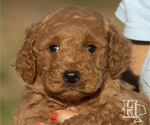 Puppy 3 Goldendoodle-Poodle (Standard) Mix