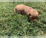 Small #3 Golden Retriever