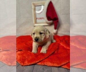 Labrador Retriever Puppy for sale in MAYSVILLE, GA, USA