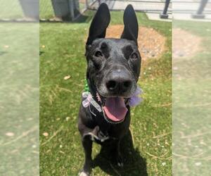 Labrador Retriever-Unknown Mix Dogs for adoption in Downey, CA, USA