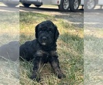 Small #1 Poodle (Miniature)-Poodle (Standard) Mix
