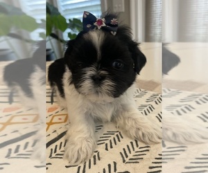 Shih Tzu Puppy for sale in PEARL, MS, USA