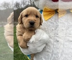 Small #1 Golden Retriever