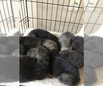 Small Photo #1 Unknown-Wolf Hybrid Mix Puppy For Sale in KOKOMO, IN, USA
