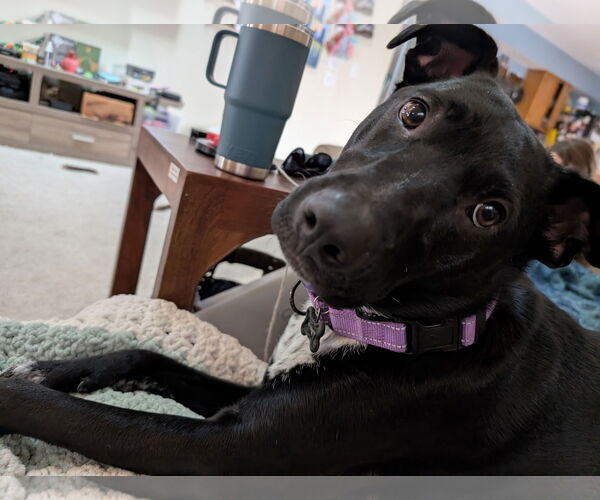 Medium Photo #6 Borador Puppy For Sale in Plainfield, IL, USA