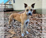 Small #3 Black Mouth Cur-Boxer Mix