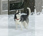 Small #1 Siberian Husky