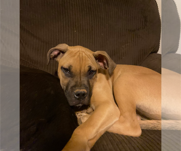 Medium Photo #8 Boxer-Unknown Mix Puppy For Sale in Holly Springs, NC, USA