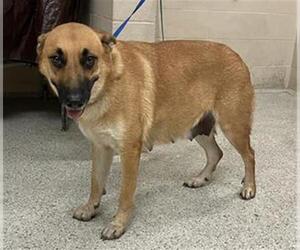 German Shepherd Dog-Unknown Mix Dogs for adoption in Conroe, TX, USA