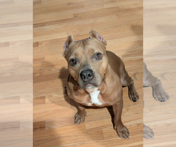 Medium Photo #9 American Pit Bull Terrier Puppy For Sale in Virginia Beach, VA, USA