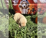 Small #8 Labrador Retriever