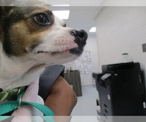 Mutt Dogs for adoption in Ocala, FL, USA