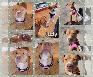 American Pit Bull Terrier-Unknown Mix Dogs for adoption in Duluth, MN, USA