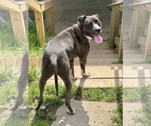 Minnie - Female Mutt Dog for Adoption - Photo #9