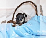Small Photo #52 Chihuahua Puppy For Sale in CHARLESTON, AR, USA