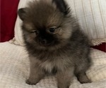 Small Photo #8 Pomeranian Puppy For Sale in MENIFEE, CA, USA