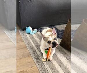 French Bulldog Puppy for sale in PALMETTO BAY, FL, USA