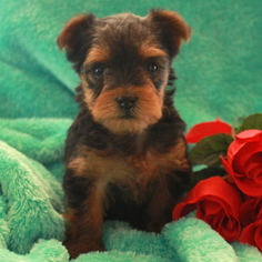 Yorkshire Terrier Puppy for sale in GAP, PA, USA