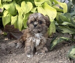 Shih Tzu Puppy for sale in THORP, WI, USA