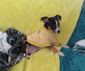 Rat Terrier Puppy for sale in CHERRY VALLEY, IL, USA