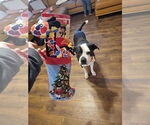Small #1 American Bulldog Mix