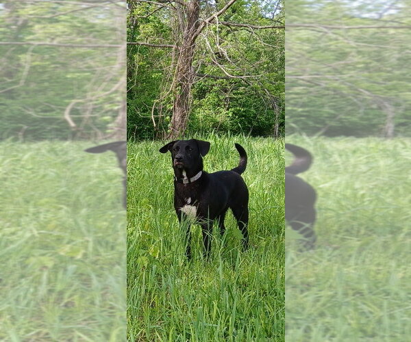 Medium Photo #17 Mutt Puppy For Sale in Bolivar, MO, USA