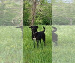 Small #16 Mutt