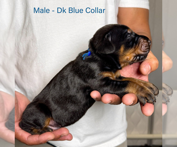 Medium Photo #13 Doberman Pinscher Puppy For Sale in LAKELAND, FL, USA