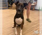 Ms. Anita - Female Labrador Retriever-Unknown Mix Dog for Adoption - Small photo