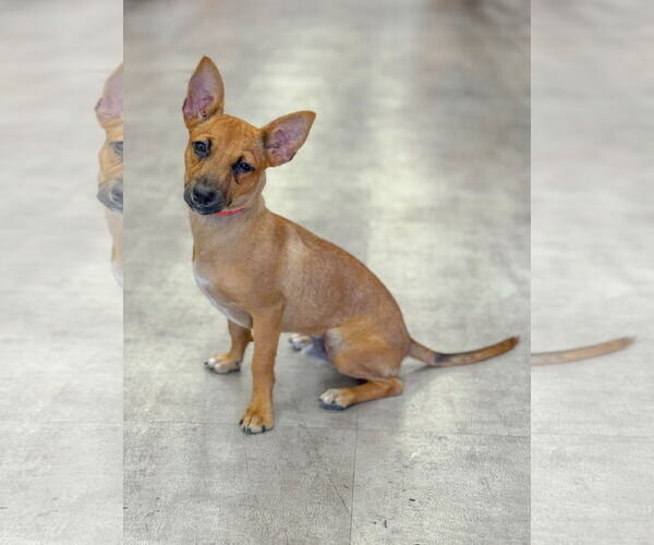 Medium Photo #1 Mutt Puppy For Sale in PIPE CREEK, TX, USA